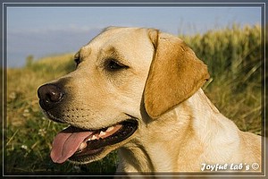 Joyful Labs Always Happy Girl "Frieda"