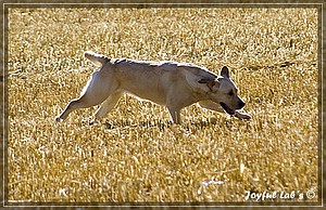 Joyful Labs Always Happy Girl "Frieda"