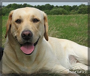 Joyful Labs Always Happy Girl "Frieda"