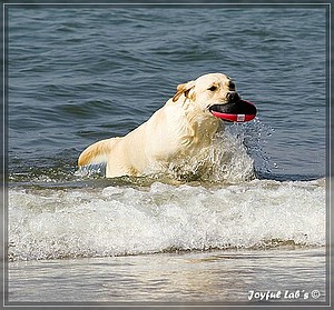 Das Joyful Labs Dreamteam im Urlaub!