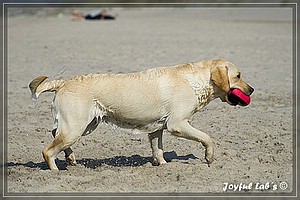 Das Joyful Labs Dreamteam im Urlaub!