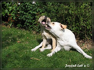 Joyful Labs Always Happy Girl "Frieda"