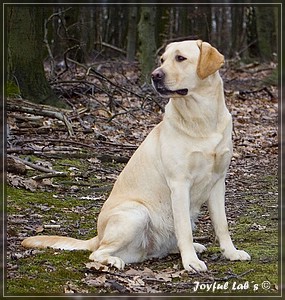 Joyful Labs Always Happy Girl "Frieda"