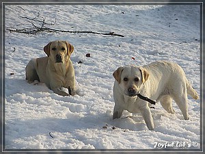 Unsere Girls - unser Dreamteam