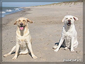 Das Joyful Labs Dreamteam im Urlaub!