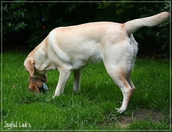 Rosefair Joyful Girl "Hanna"