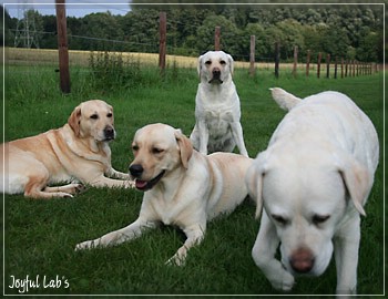 Die Joyful Lab's Girls