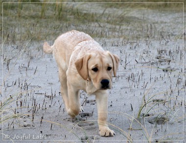 Joyful Lab's Eye-Catching Girl - Tilda -