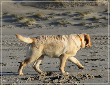 Joyful Lab's Eye-Catching Girl - Tilda - Joyful Lab's Eye-Catching Girl - Tilda -