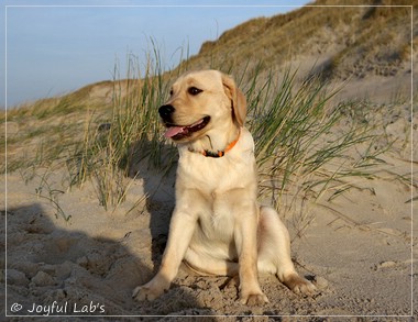 Joyful Lab's Eye-Catching Girl - Tilda -