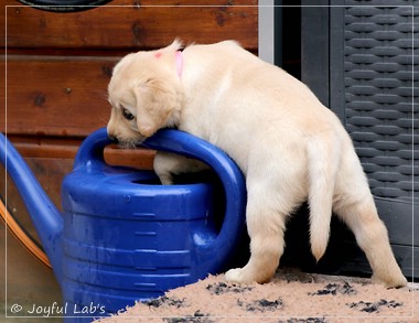 Joyful Lab's Eye-Catching Girl - Tilda - Joyful Lab's Eye-Catching Girl - Tilda -