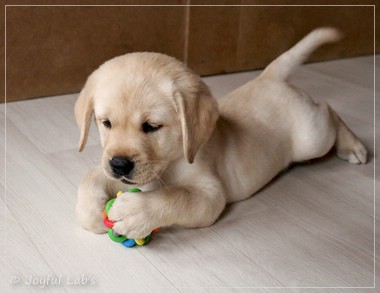 Joyful Lab's Eye-Catching Girl - Tilda - Joyful Lab's Eye-Catching Girl - Tilda -