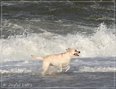 Carla - Joyful Lab's Classic Girl Carla - Joyful Lab's Classic Girl