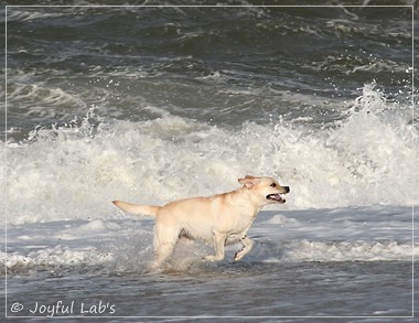 Carla - Joyful Lab's Classic Girl