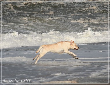 Carla - Joyful Lab's Classic Girl