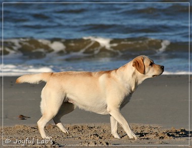 Carla - Joyful Lab's Classic Girl