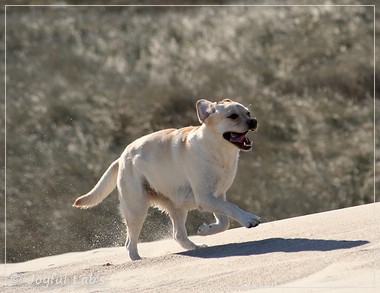 Carla - Joyful Lab's Classic Girl