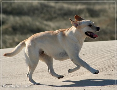 Carla - Joyful Lab's Classic Girl