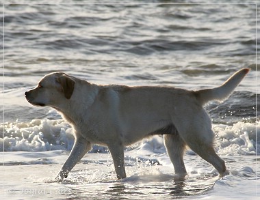 Carla - Joyful Lab's Classic Girl