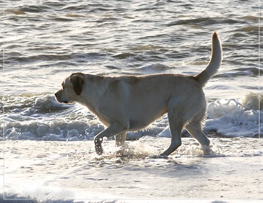 Carla - Joyful Lab's Classic Girl