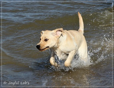 Joyful Lab's Flower Power Girl - Erna