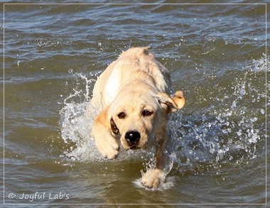 Joyful Lab's Flower Power Girl - Erna