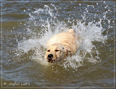 Joyful Lab's Flower Power Girl - Erna