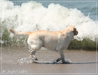 Joyful Lab's Classic Girl - Carla