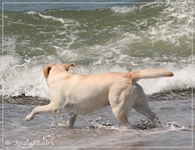 Joyful Lab's Classic Girl - Carla