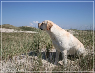 Joyful Lab's Classic Girl - Carla