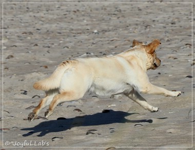 Joyful Lab's Eye-Catching Girl - Tilda -