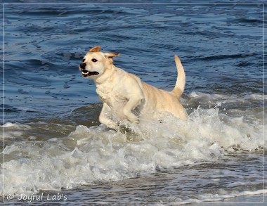 Joyful Lab's Classic Girl - Carla