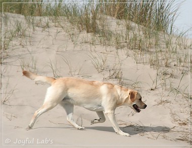 Carla - Joyful Lab's Classic Girl