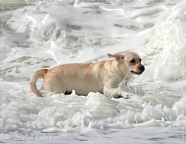 Carla - Joyful Lab's Classic Girl