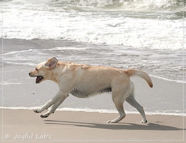 Carla - Joyful Lab's Classic Girl