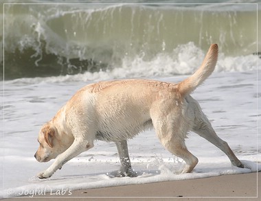 Carla - Joyful Lab's Classic Girl