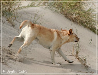 Carla - Joyful Lab's Classic Girl