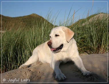 Greta - Joyful Lab´s Be Happy Girl Greta - Joyful Lab´s Be Happy Girl