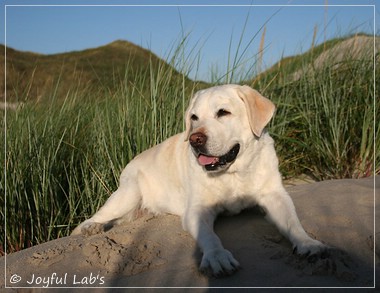 Greta - Joyful Lab´s Be Happy Girl