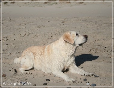 Greta - Joyful Labs Be Happy Girl