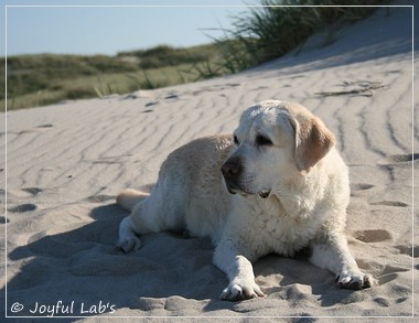 Greta - Joyful Labs Be Happy Girl