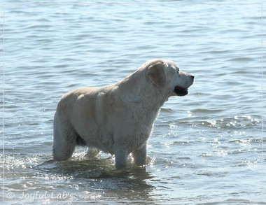 Greta - Joyful Labs Be Happy Girl