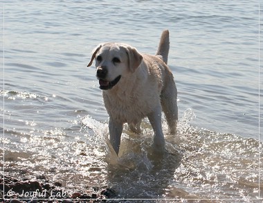 Greta - Joyful Labs Be Happy Girl