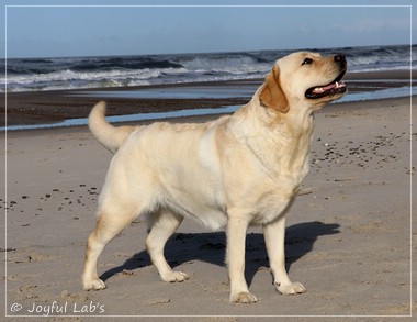 Joyful Lab's Eye-Catching Girl - Tilda -