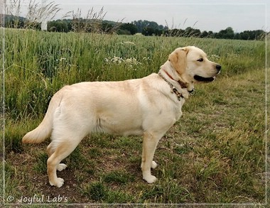 Joyful Lab's Eye-Catching Girl - Tilda -