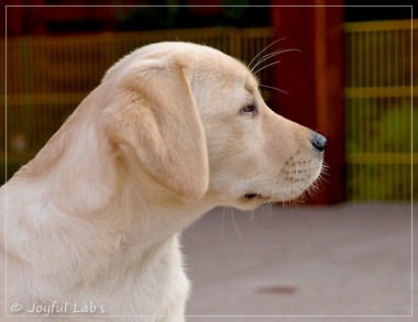 Joyful Lab's Eye-Catching Girl - Tilda - Joyful Lab's Eye-Catching Girl - Tilda -