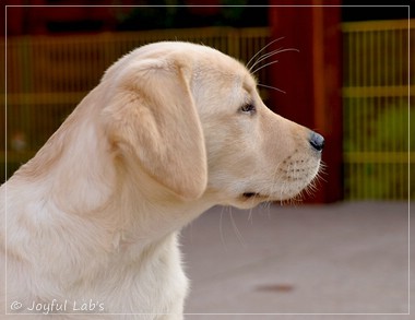 Joyful Lab's Eye-Catching Girl - Tilda -