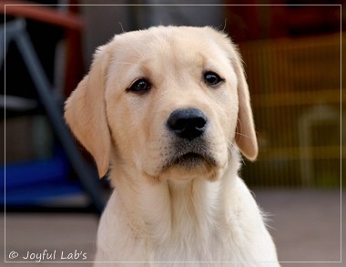 Joyful Lab's Eye-Catching Girl - Tilda -