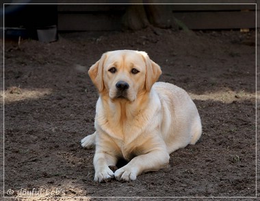 Joyful Lab's Eye-Catching Girl - Tilda -