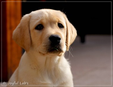 Joyful Lab's Eye-Catching Girl - Tilda - Joyful Lab's Eye-Catching Girl - Tilda -